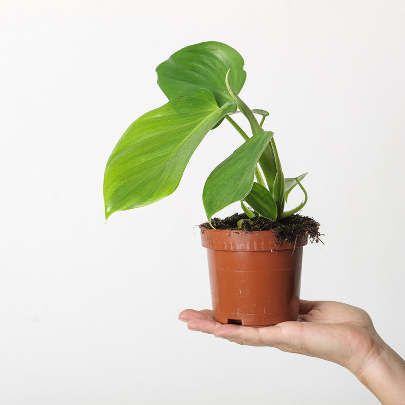 Philodendron microstictum — 10.5cm