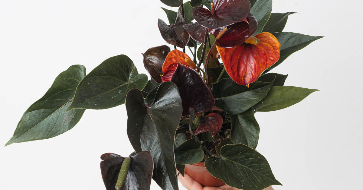 anthurium love Anthurium andraeanum x 'Black Love' | Plants