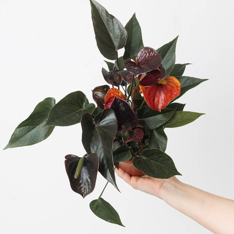 Anthurium andraeanum x 'Black Love' 12cm Plants GrowTropicals