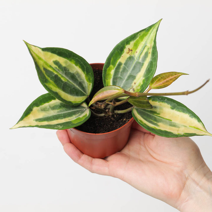 Hoya latifolia ‘Pot of Gold' - GROW TROPICALS