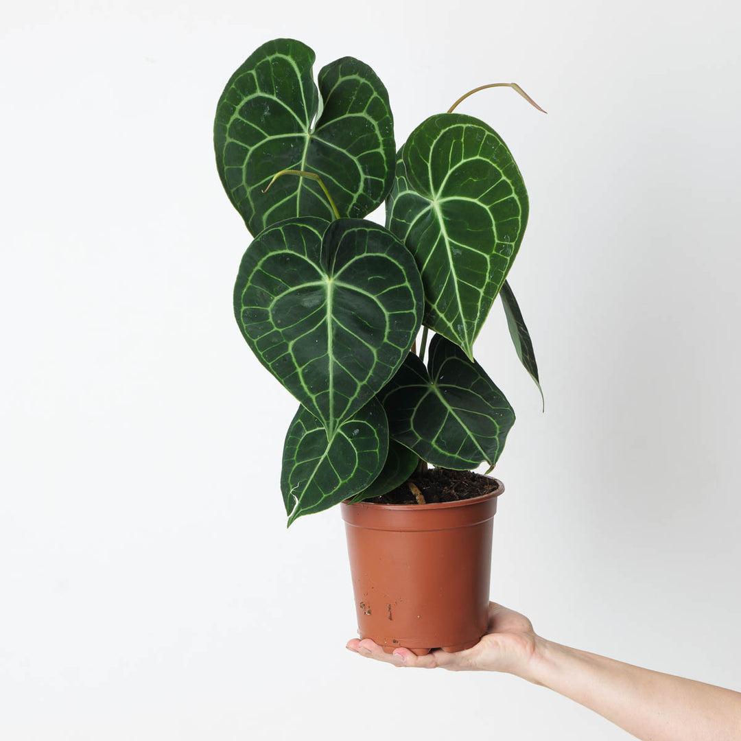 anthurium clarinerium Anthurium Clarinervium