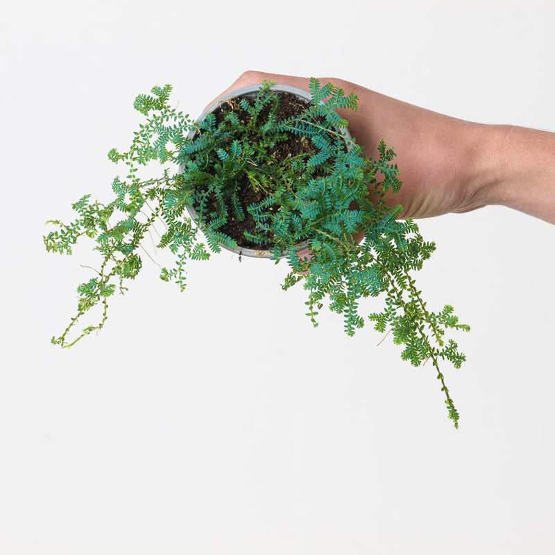 Selaginella uncinata Plants GrowTropicals