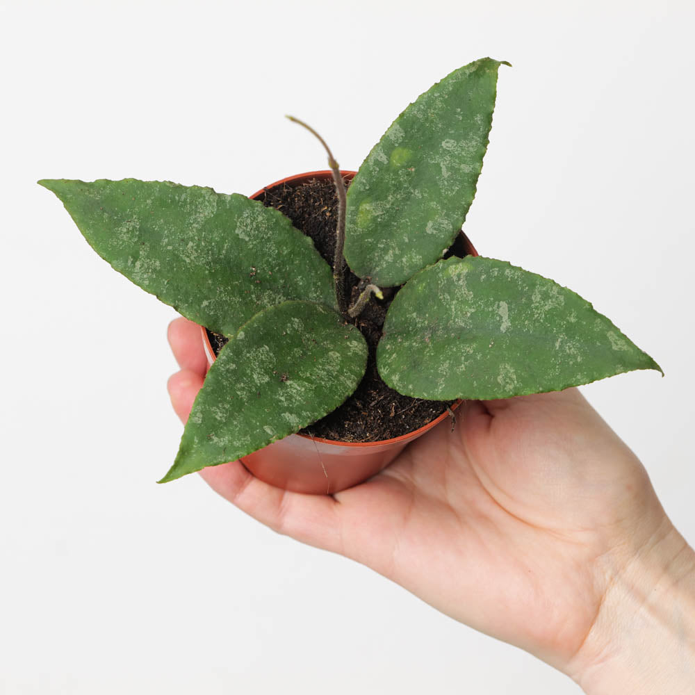 Hoya flagellatta - GROW TROPICALS