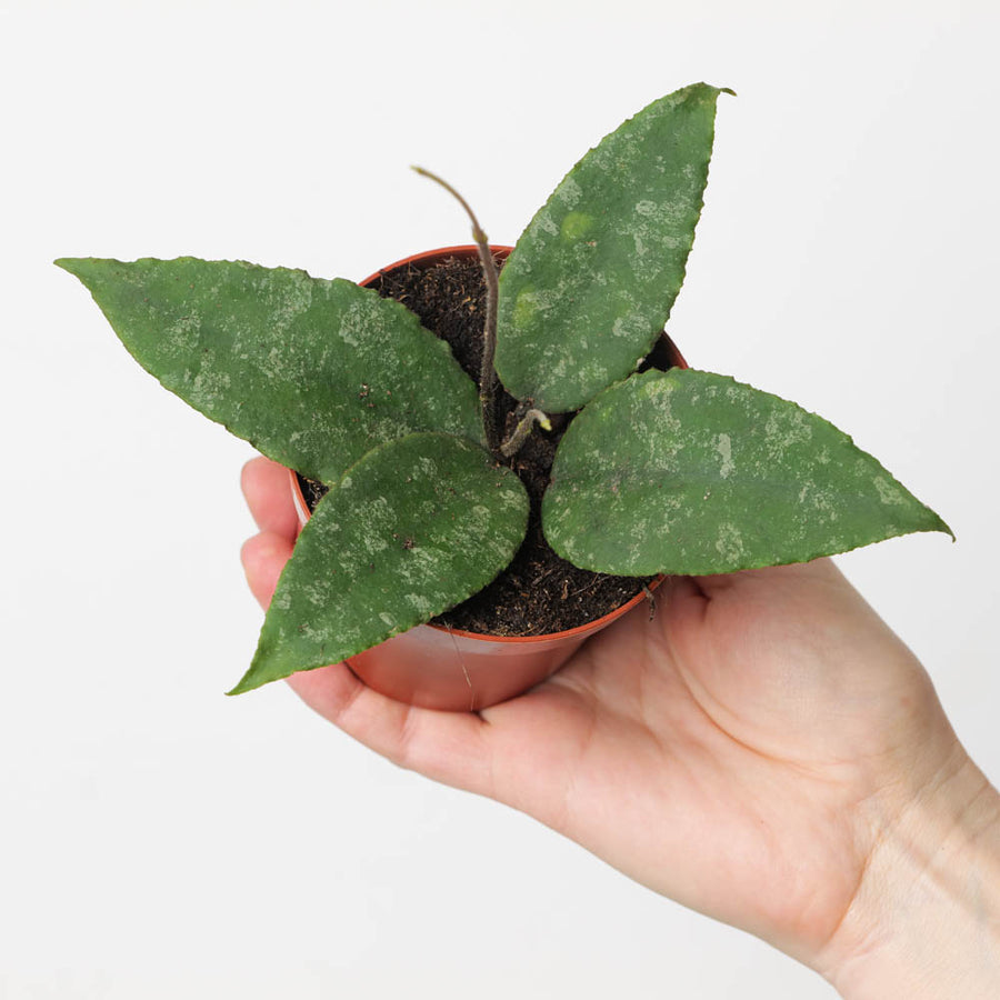 Hoya flagellatta - GROW TROPICALS