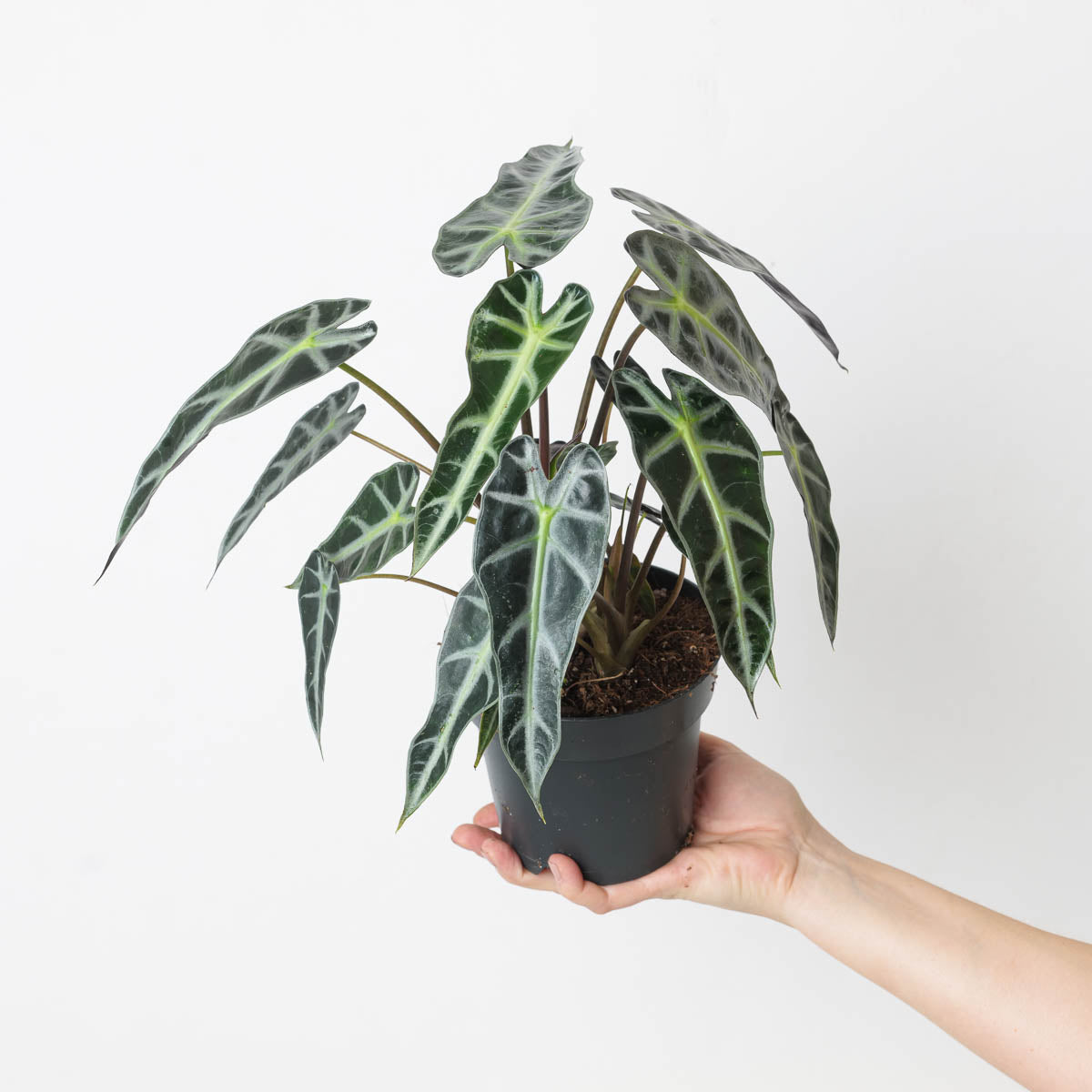 philodendron bambino Alocasia 'Bambino'