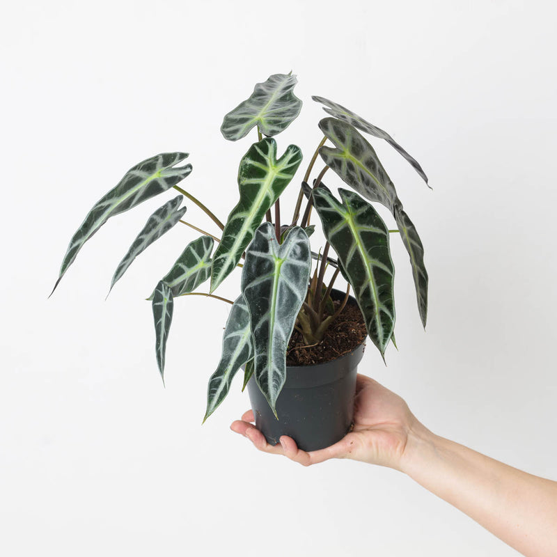 Alocasia 'Bambino' 14cm Plants GrowTropicals