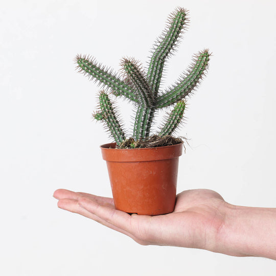 Euphorbia baioensis Plants GrowTropicals