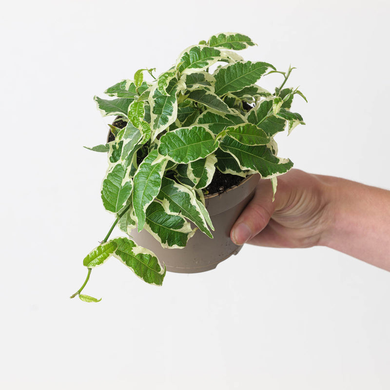 Ficus sagittata 'Radicans' Variegated Plants GrowTropicals