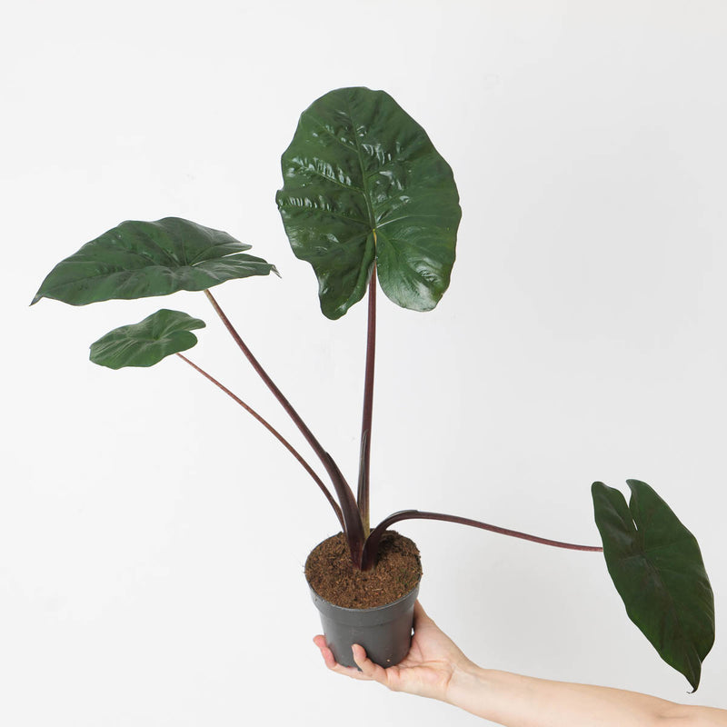 Alocasia Yucatan Princess — 6cm