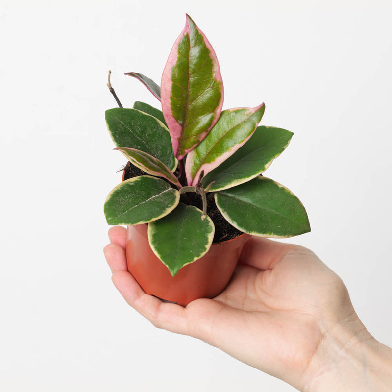 Hoya carnosa 'Flamingo Dreams' — 9cm