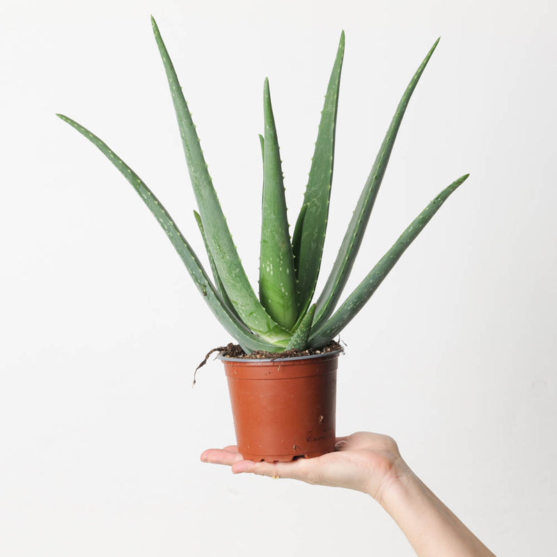 Aloe vera — 12cm