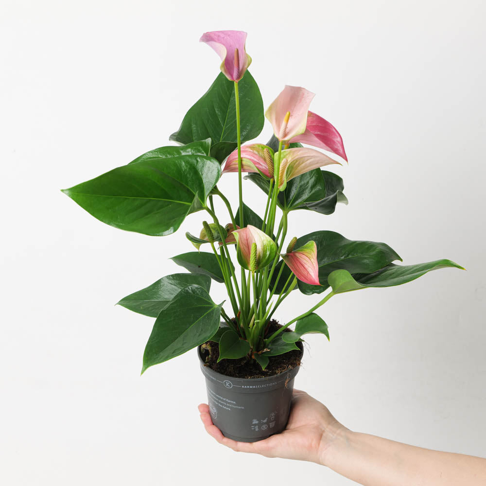 Anthurium 'Karma Duo' - GROW TROPICALS