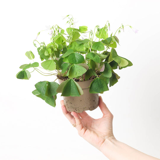 Oxalis regnellii Green | Shamrock Plant Plants GrowTropicals