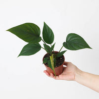 Homalomena rubescens 'Dark Emerald'