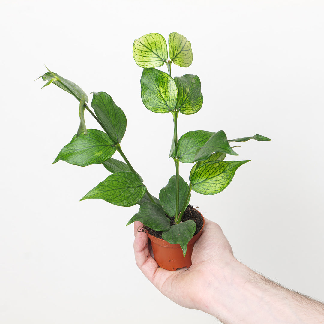 Hoya polyneura variegated 6cm Plants GrowTropicals
