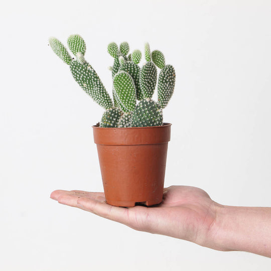 Opuntia microdasys var. albispina 9cm Plants GrowTropicals