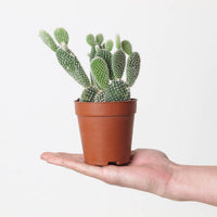 Opuntia microdasys var. albispina