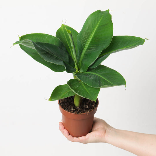 Musa Tropicana Plants GrowTropicals