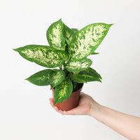 Dieffenbachia compacta