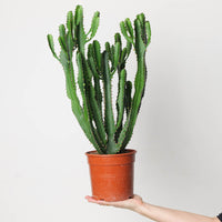 Euphorbia triangularis