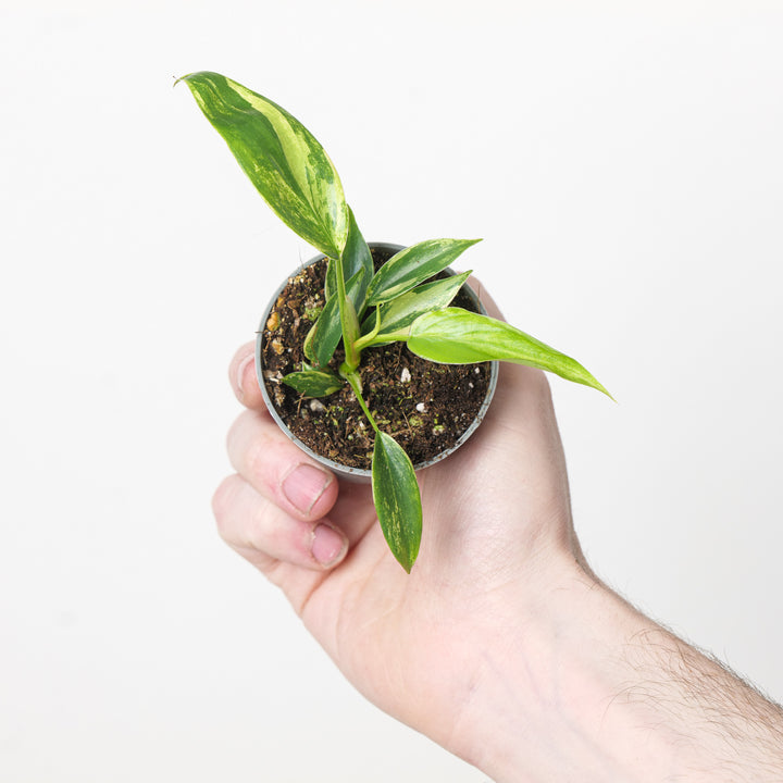 Philodendron 'Florida Beauty' 6cm Plants GrowTropicals