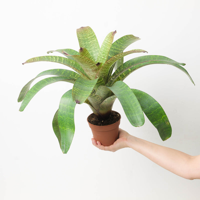 Vriesea sp. 2 Plants GrowTropicals
