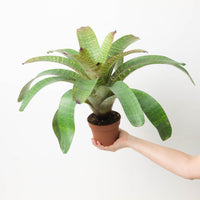 Vriesea sp. 2
