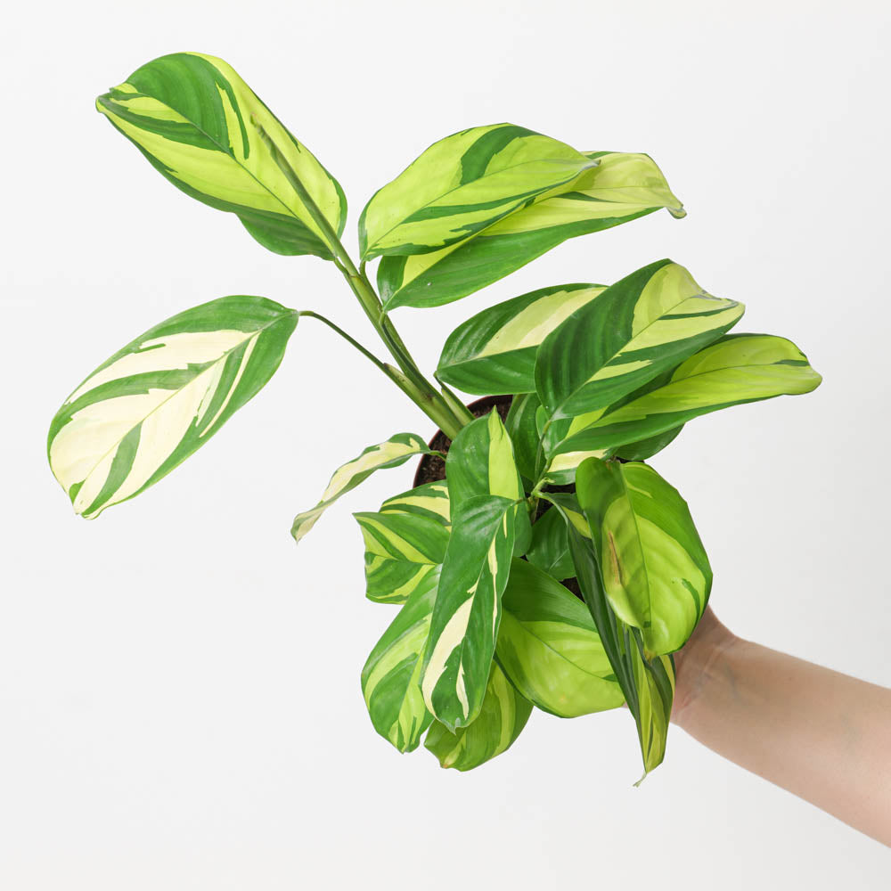 golden mosaic prayer plant Ctenanthe Pilosa Golden Mosaic