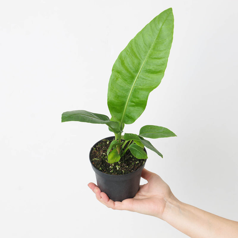 Anthurium sp. Birds Nest Plants GrowTropicals