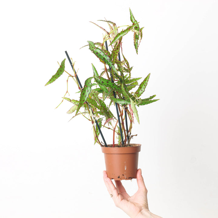 Begonia amphioxus - GROW TROPICALS