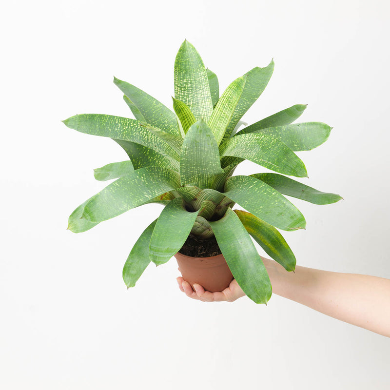 Vriesea sp. 3 Plants GrowTropicals
