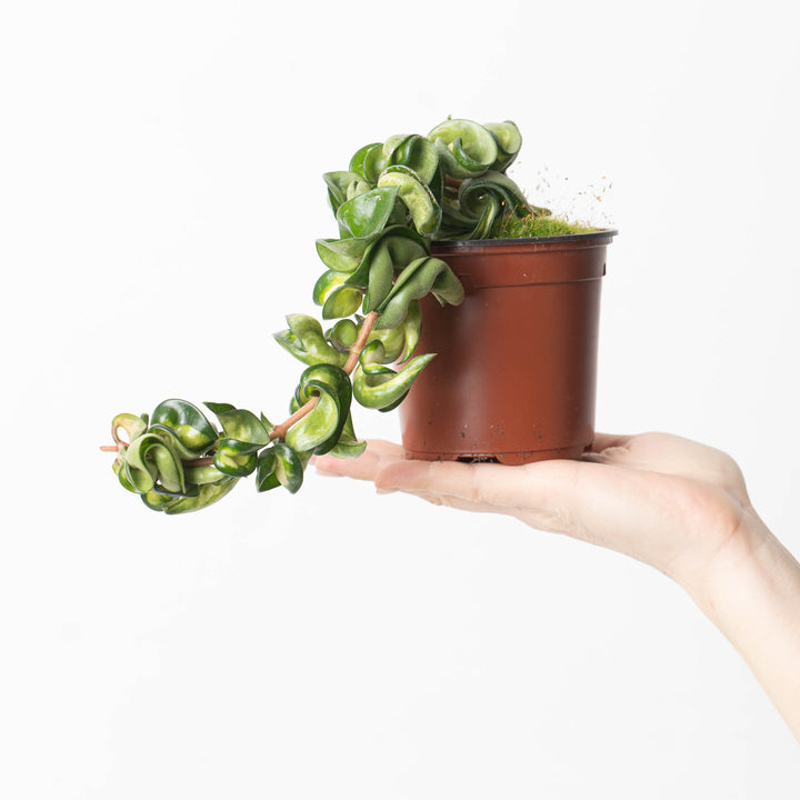 Hoya Carnosa compacta 'Mauna Loa' Plants GrowTropicals