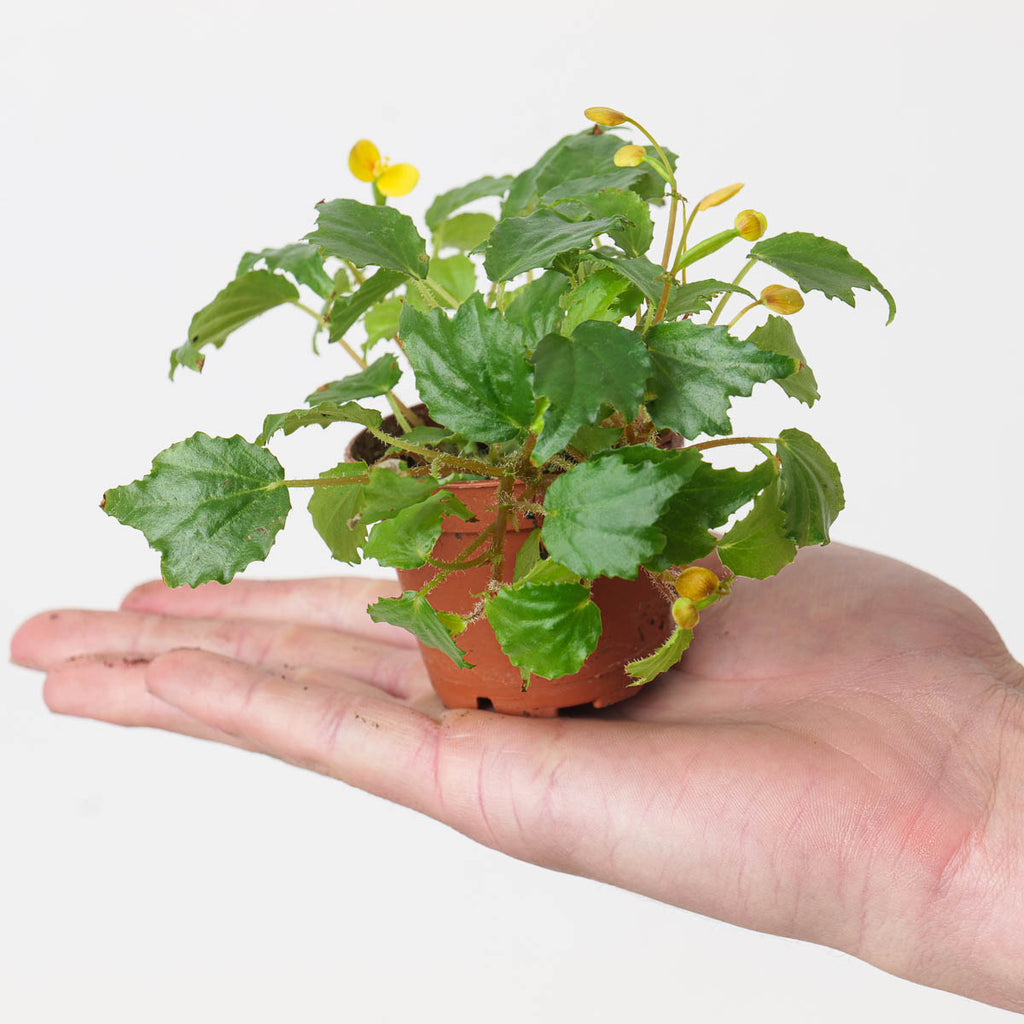 Begonia prismatocarpa | Plants | GrowTropicals.com