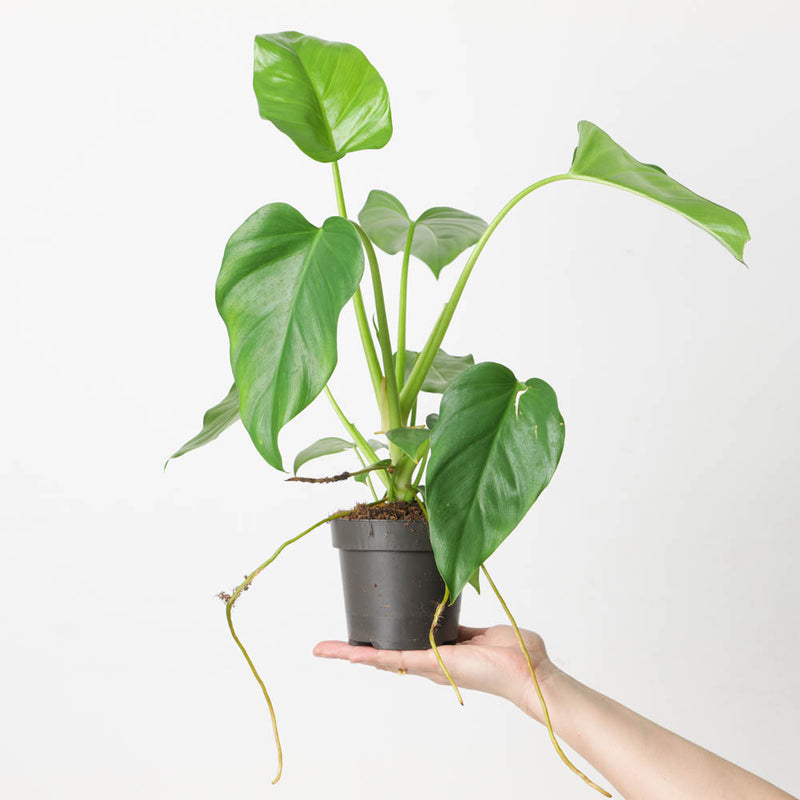 Philodendron giganteum Plants GrowTropicals
