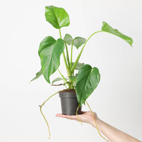 Philodendron giganteum