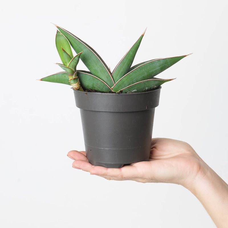Sansevieria 'Almond Silver' Plants GrowTropicals