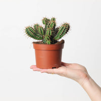 Euphorbia officinarum subsp. echinus