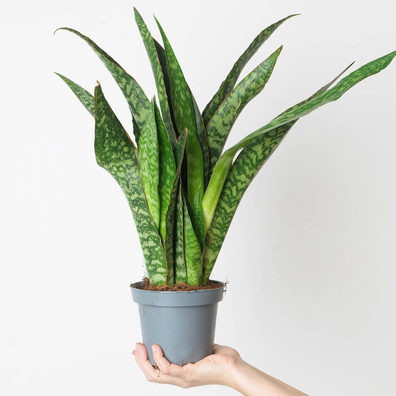 Sansevieria aubrytiana 'Dragon' Plants GrowTropicals