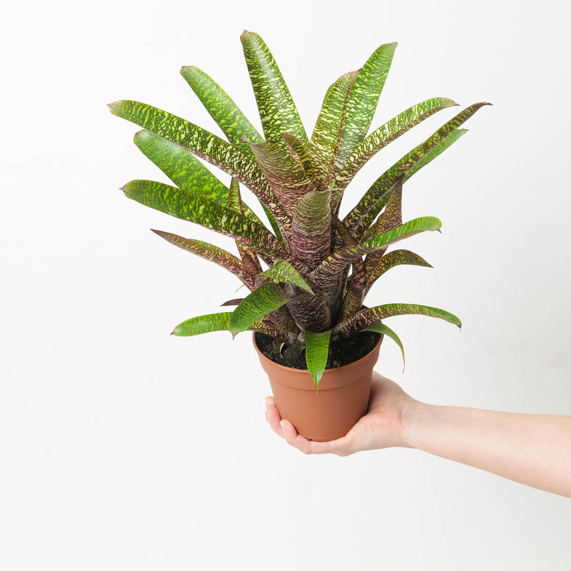 Vriesea sp. 5 Plants GrowTropicals