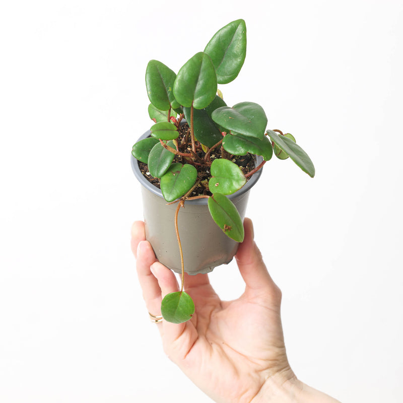 Begonia schulzei (syn B. elaeagnifolia) 9cm Plants GrowTropicals