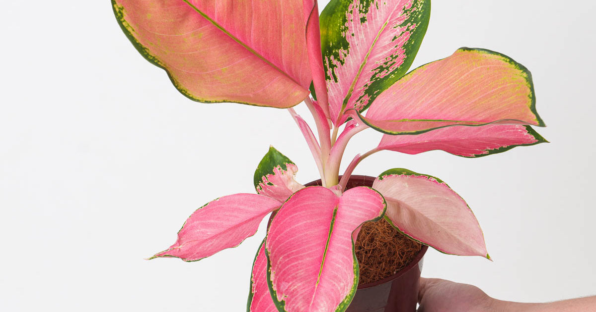 aglaonema fln011 Aglaonema Flamingo | Plants