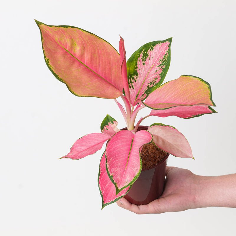 Aglaonema Flamingo Plants GrowTropicals