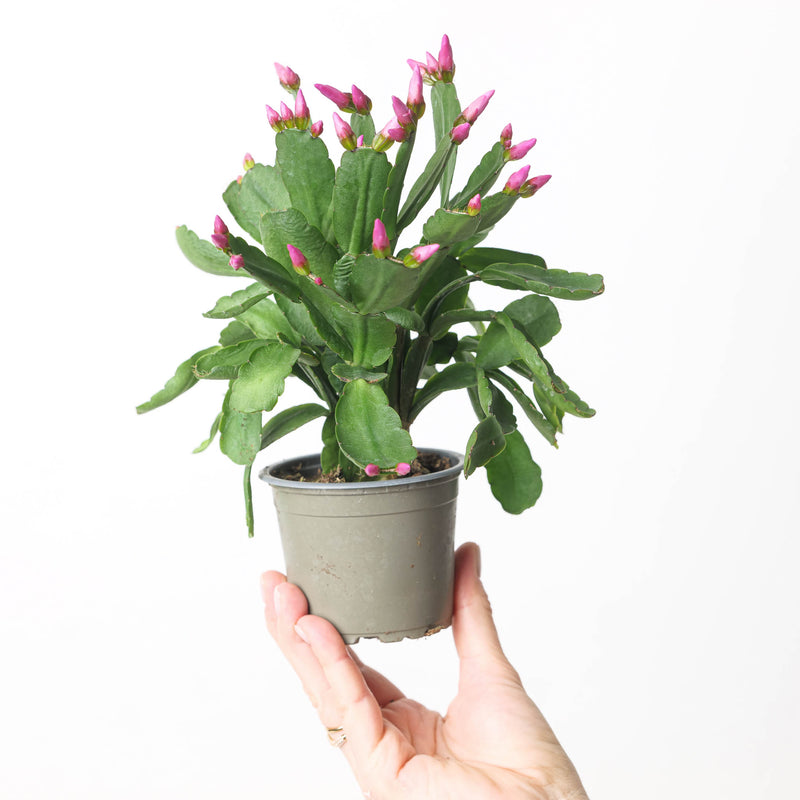 Rhipsalidopsis gaertneri | Easter Cactus 9cm Pink Plants GrowTropicals