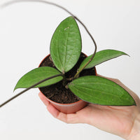 Hoya polystachya