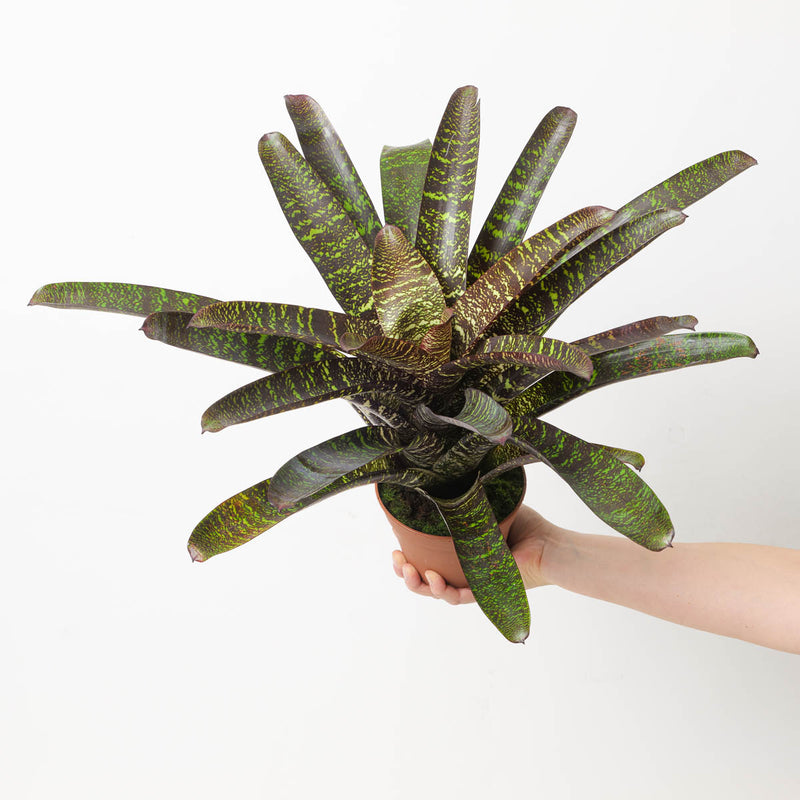 Vriesea sp. 6 Plants GrowTropicals