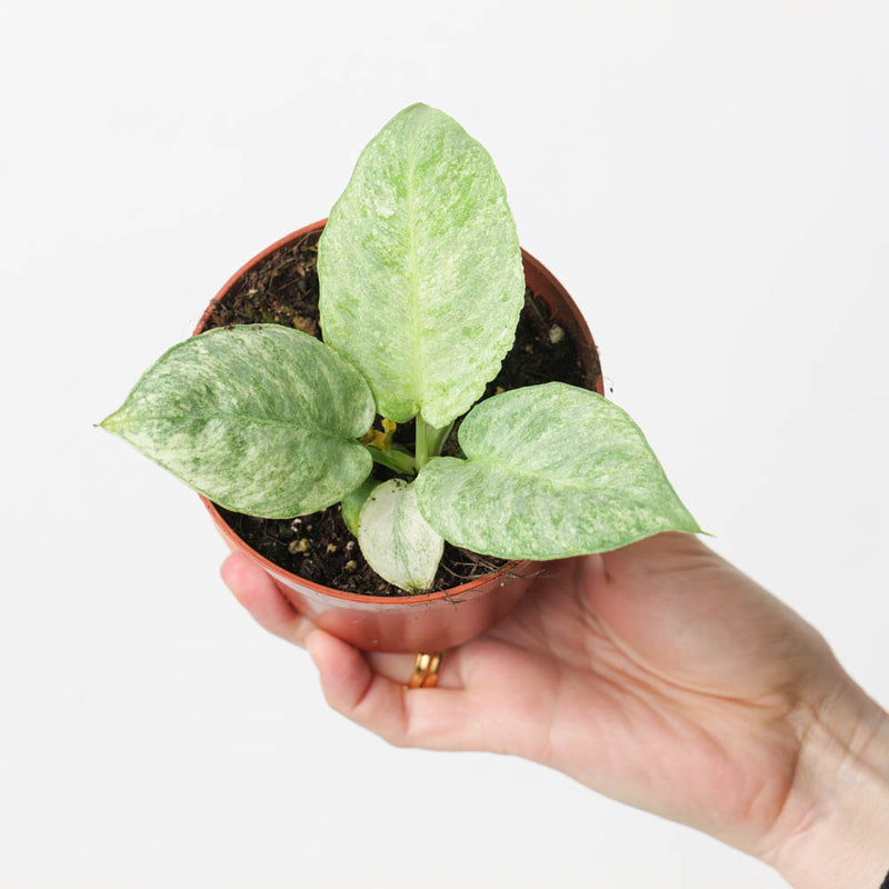 Schismatoglottis longispatha Variegated Plants GrowTropicals