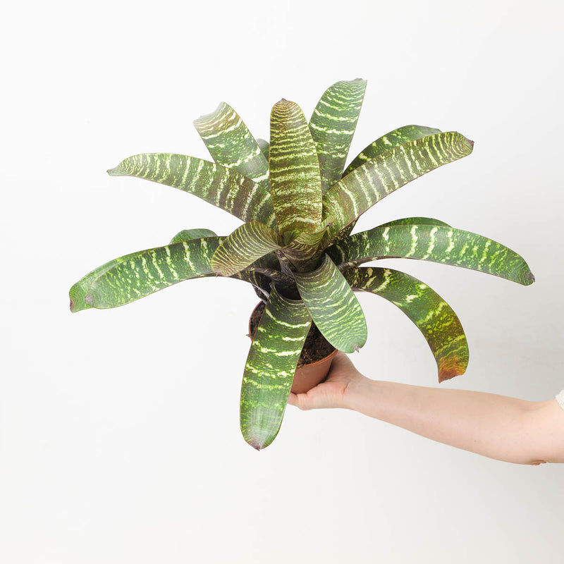 Vriesea sp. 7 Plants GrowTropicals