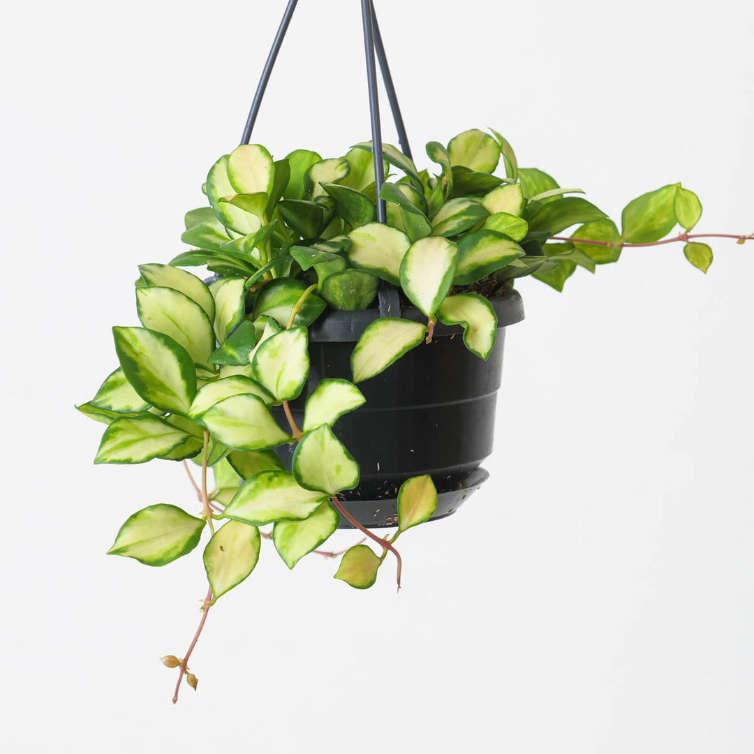 Rare & Pet-Friendly Hanging Bundle - GROW TROPICALS