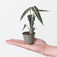 Alocasia 'Bambino'