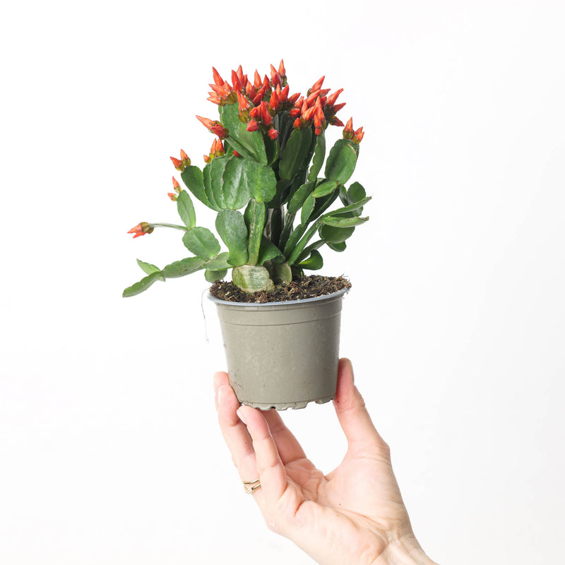 Rhipsalidopsis gaertneri | Easter Cactus — 9cm / Red